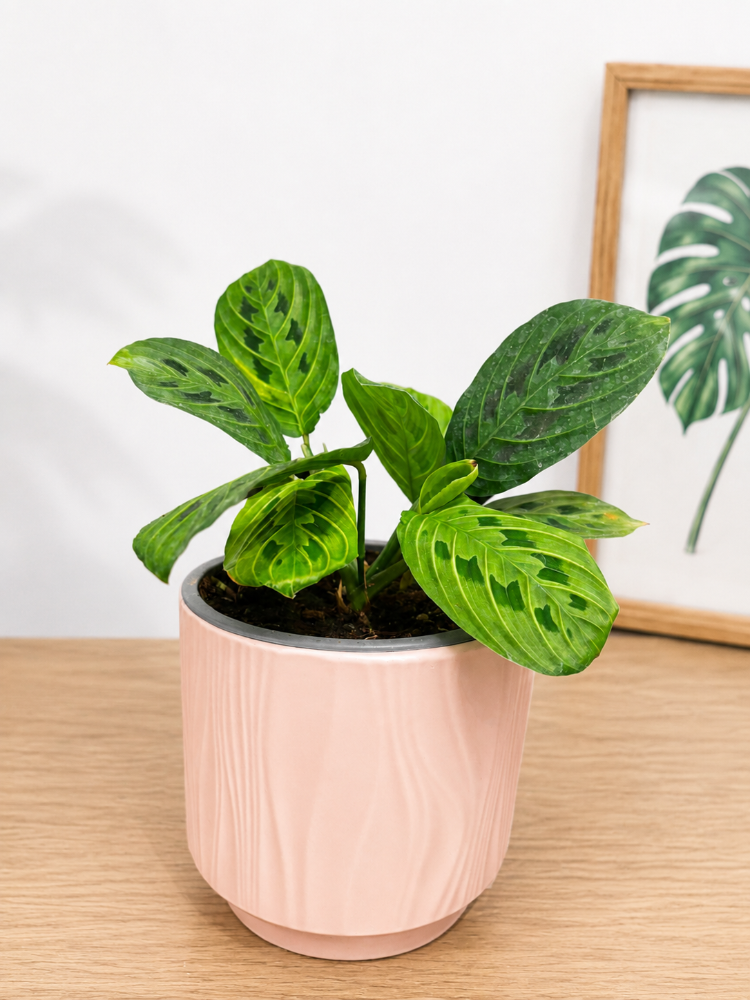 Maranta Lemon Lime