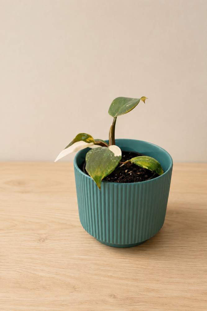 Philodendron White Knight