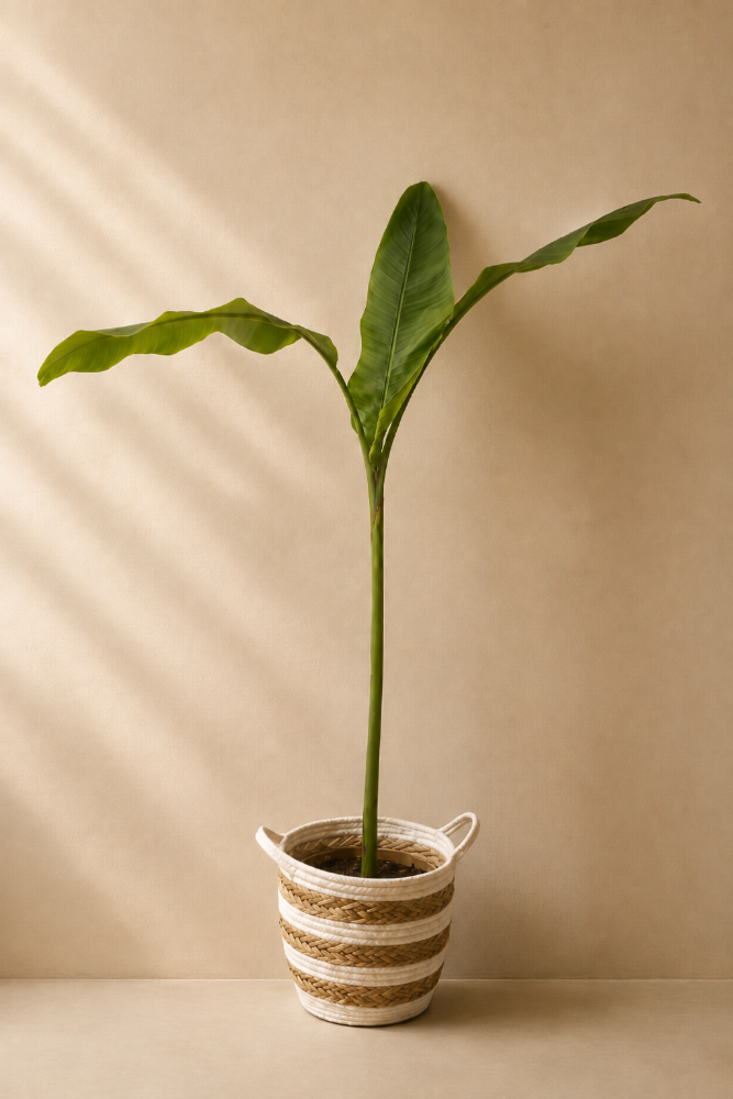 Musa Velutina