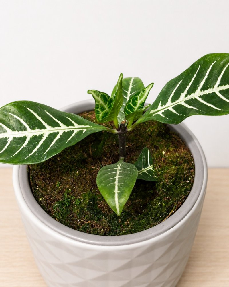 Aphelandra