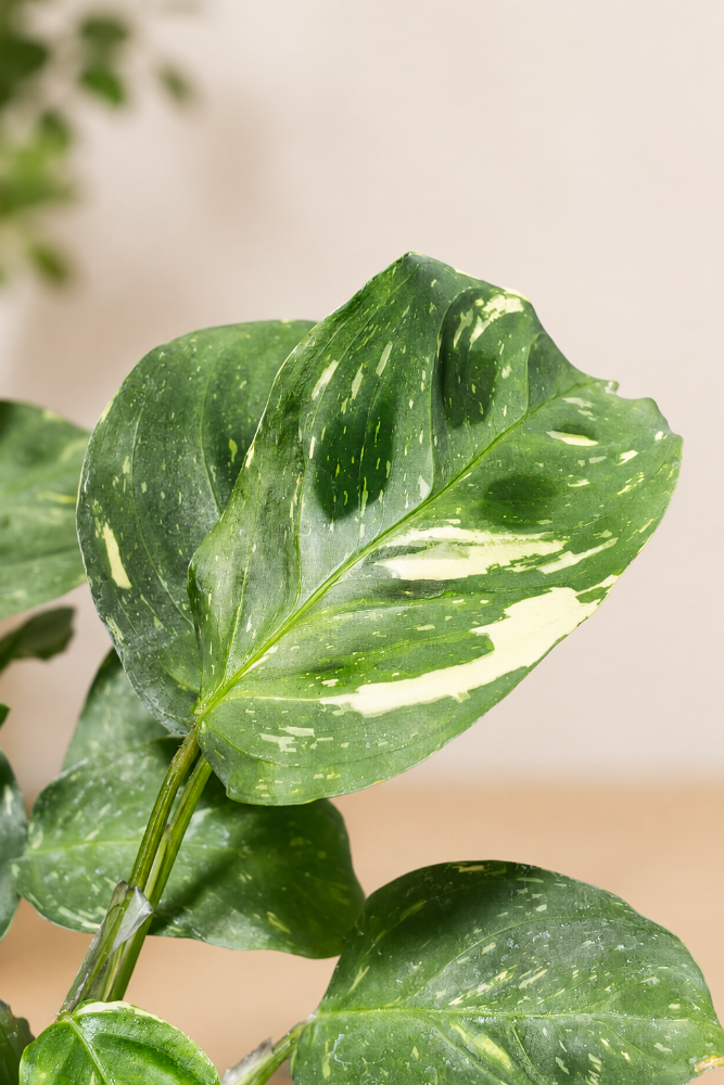 Maranta Kerchoveana Variegada