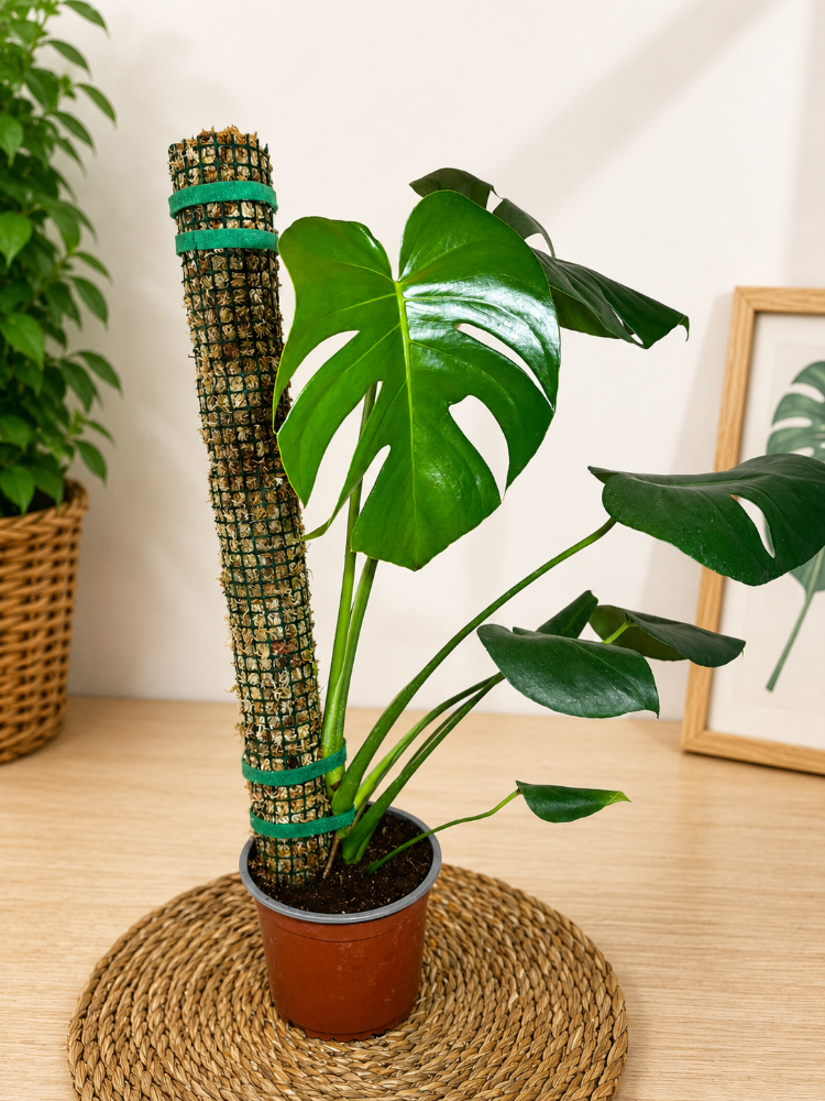 Monstera Deliciosa