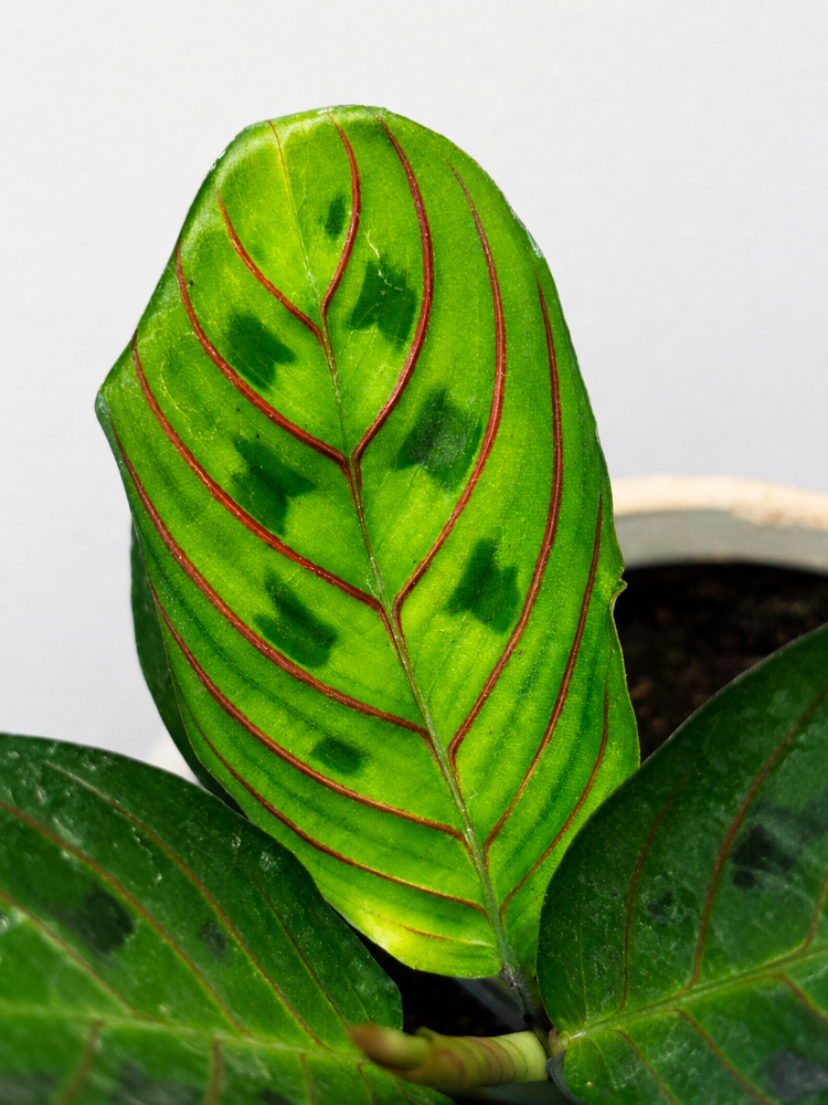 Maranta Leuconeura