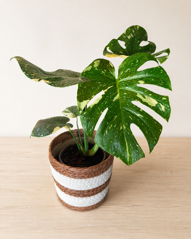 Monstera Thai Constellation L