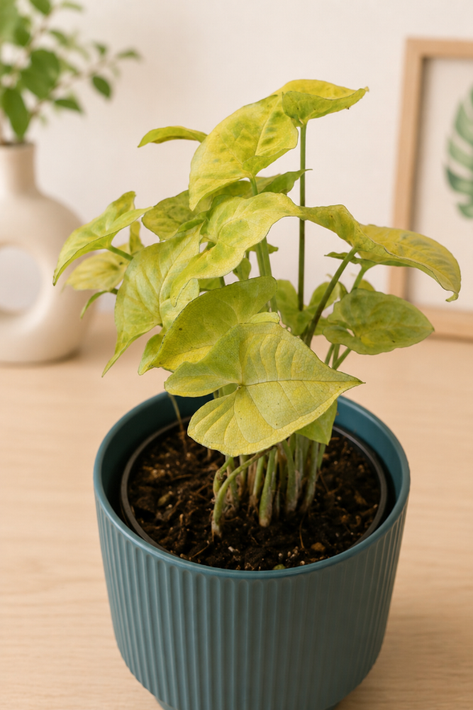 Syngonium Silver Butterfly