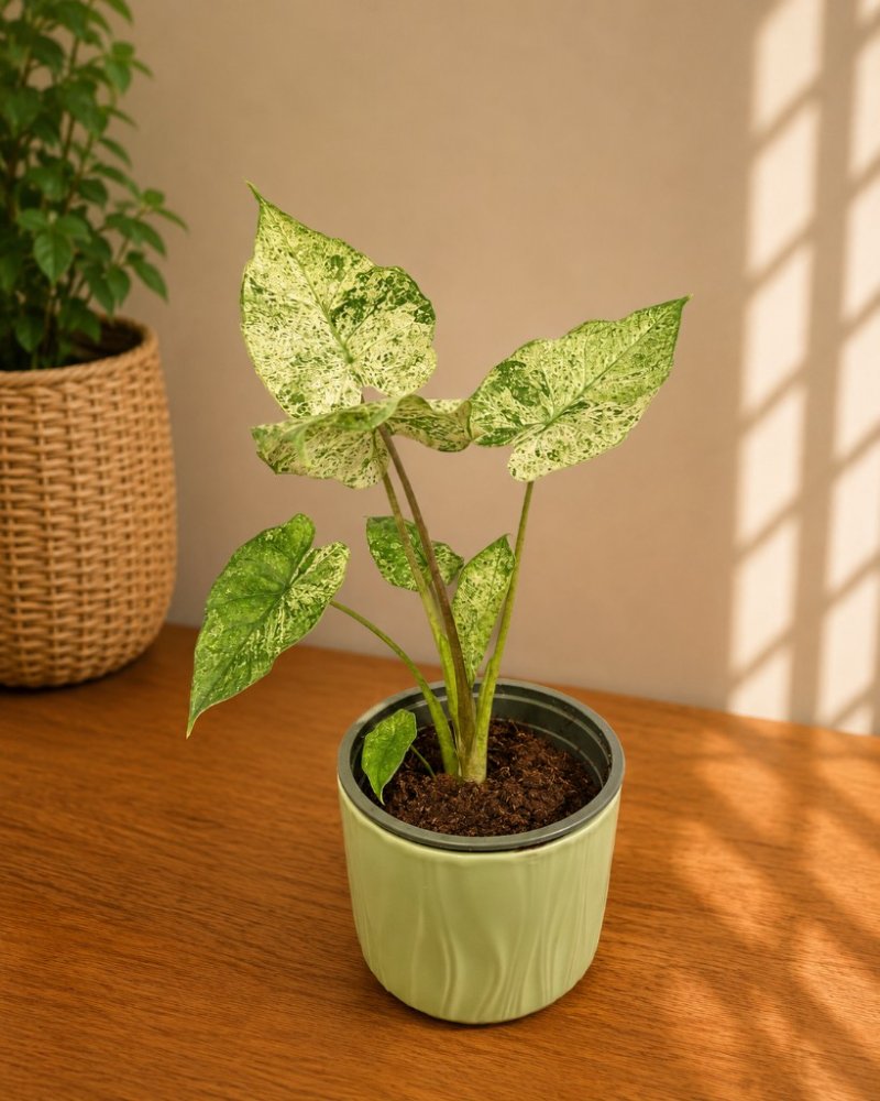Alocasia Macrorrhizos Camouflage