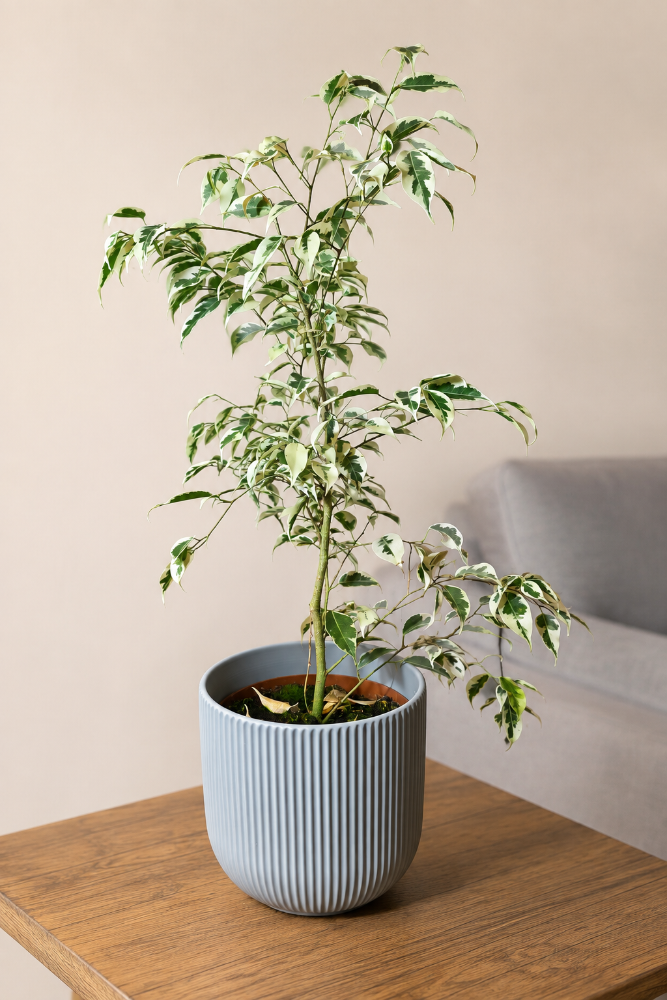 Ficus Benjamina Hawaii