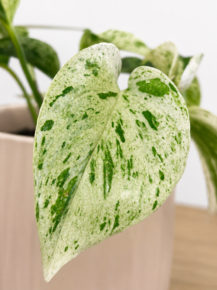 Pothus Marble Queen