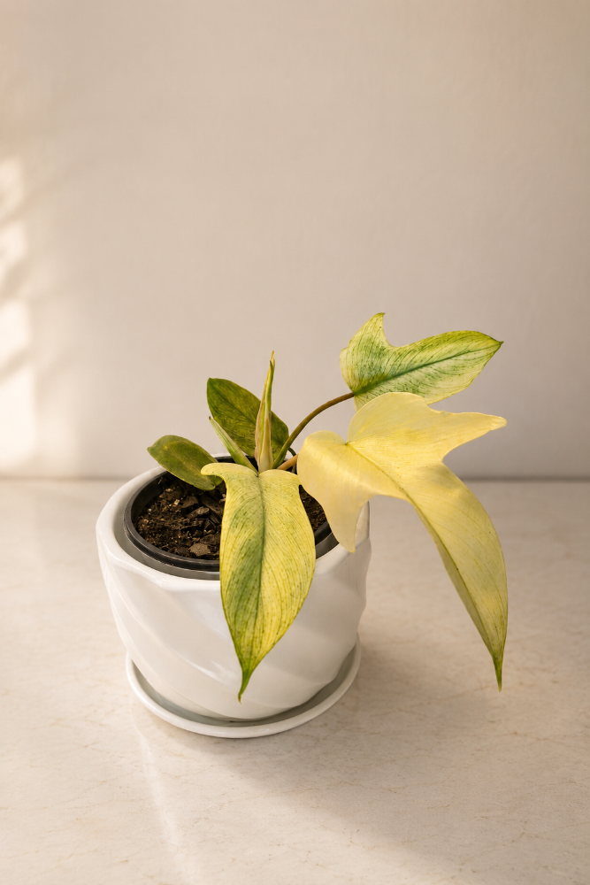 Philodendron Florida Ghost