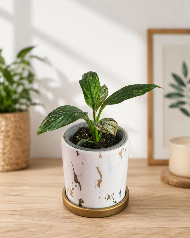 Spathiphyllum Variegado