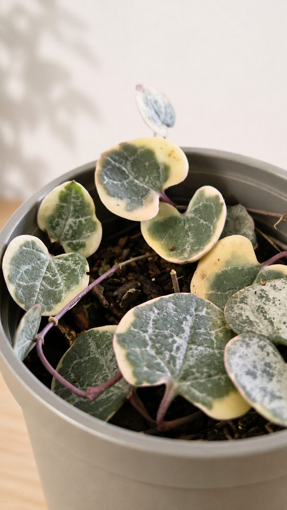Ceropegia Woodii Variegada