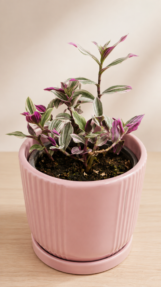 Tradescantia Nanouk