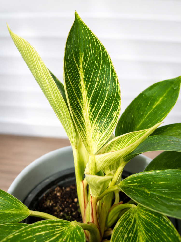 Philodendron Birkin
