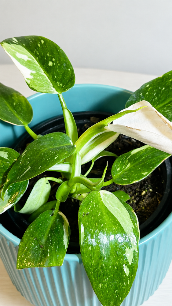 Philodendron White Wizard
