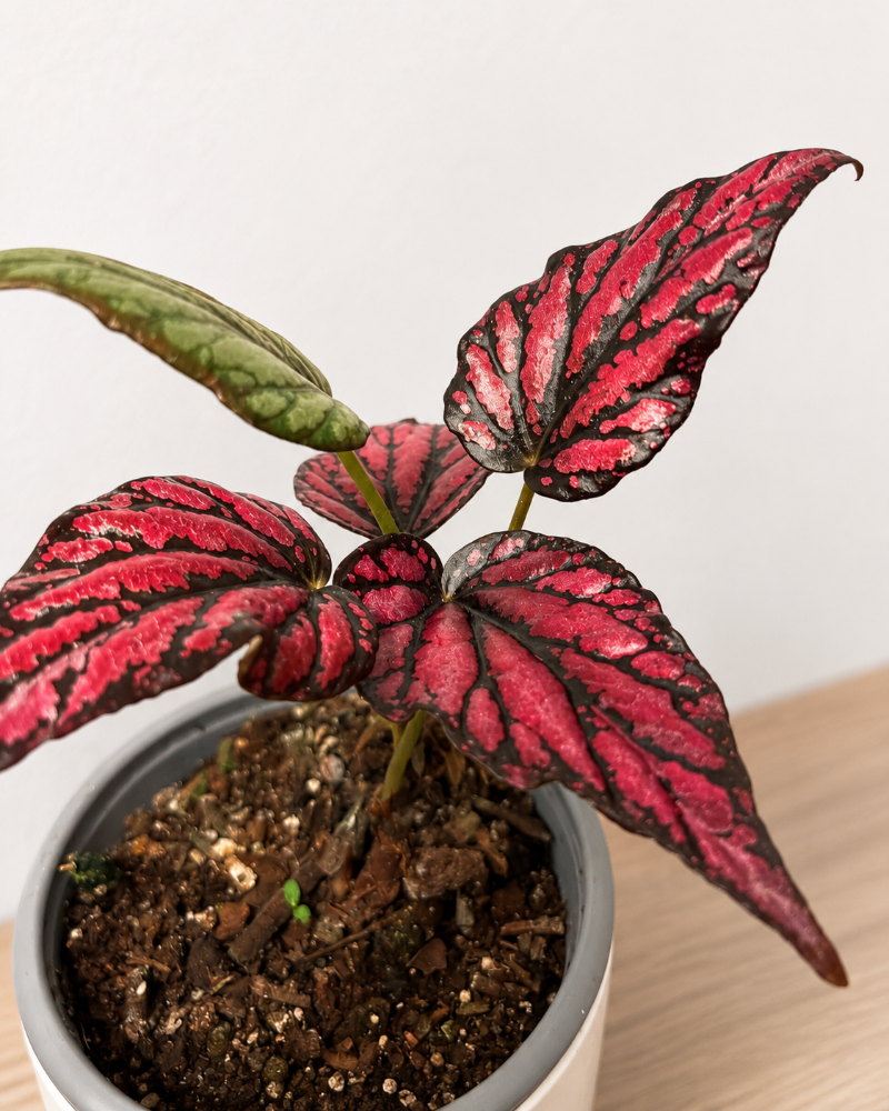Begonia Red Kiss