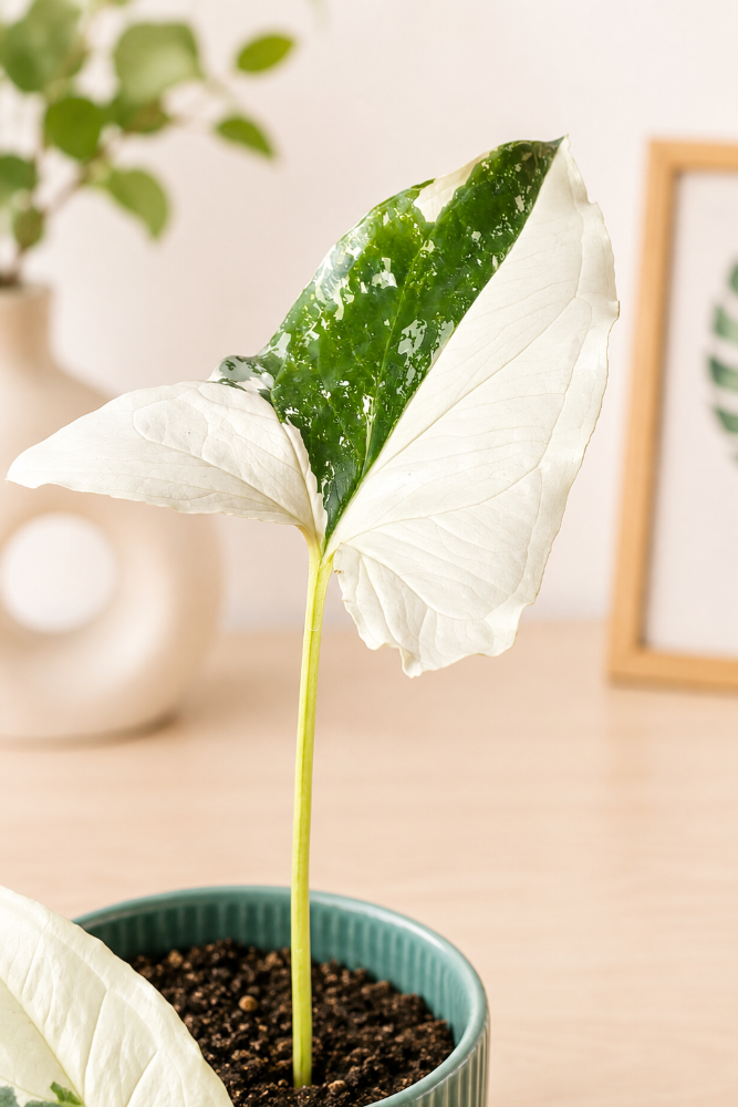 Syngonium Variegado