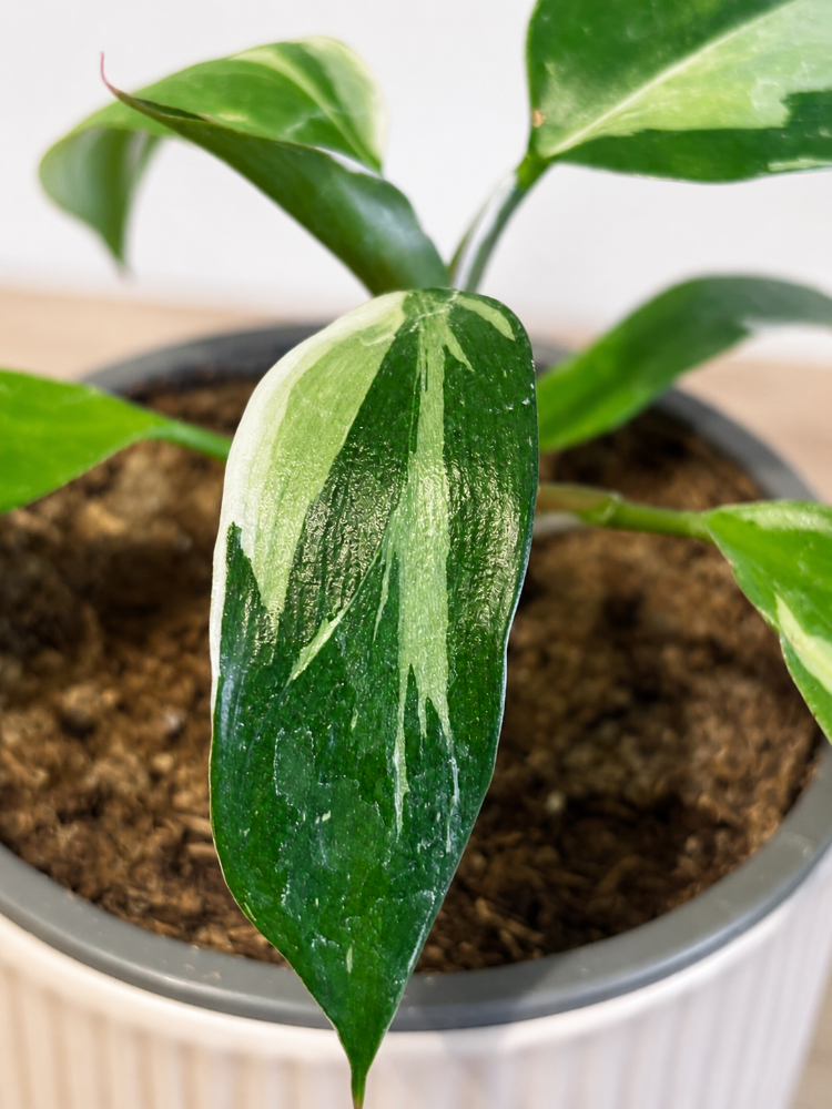 Philodendron White Princess