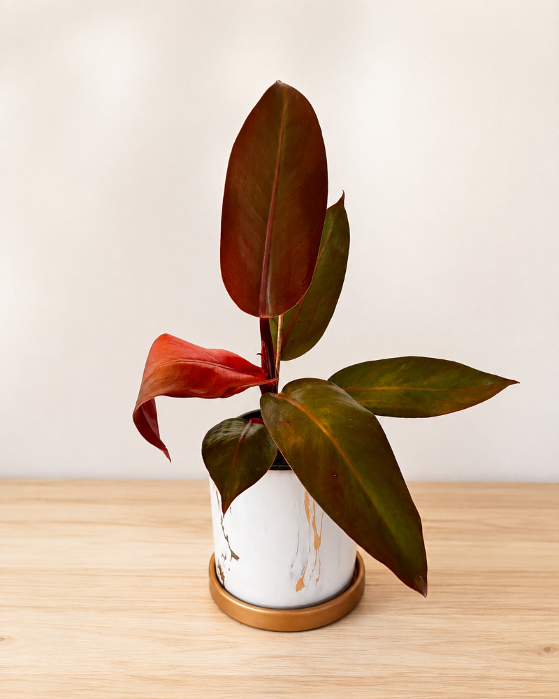 Philodendron Prince of Orange
