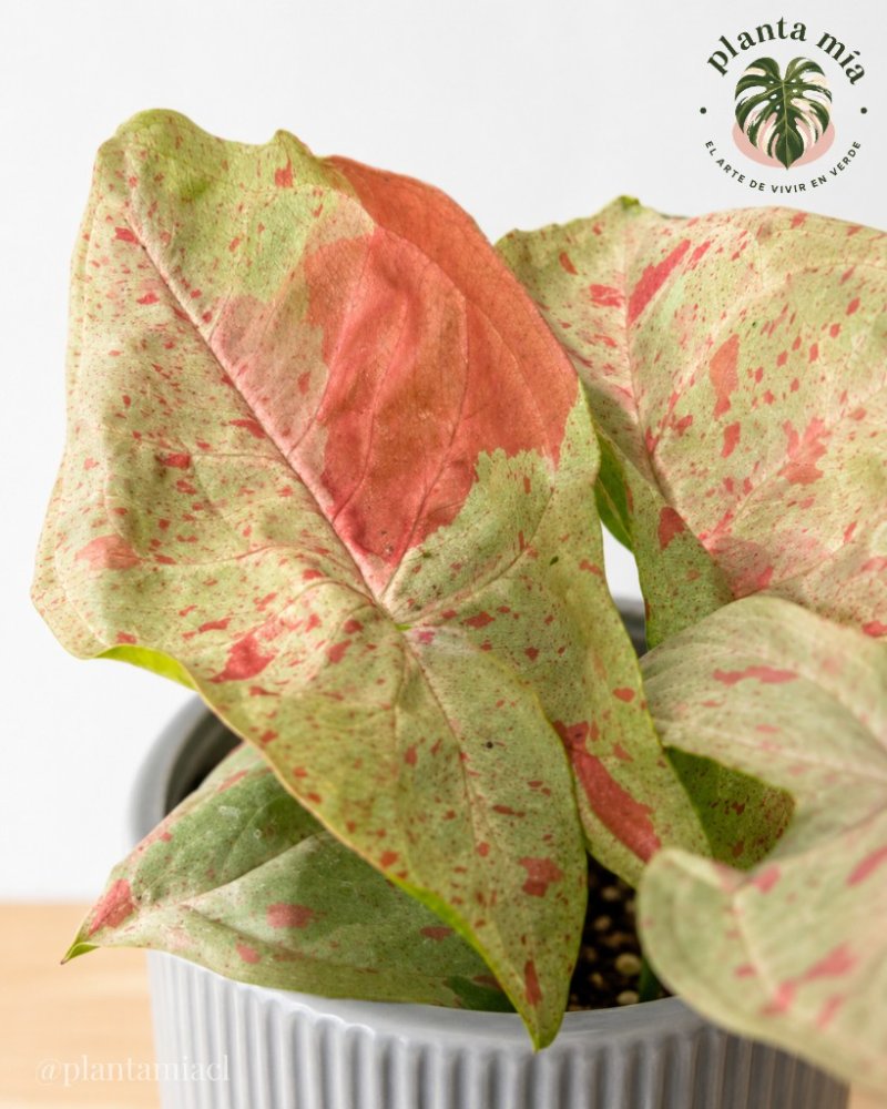 Syngonium Confetti