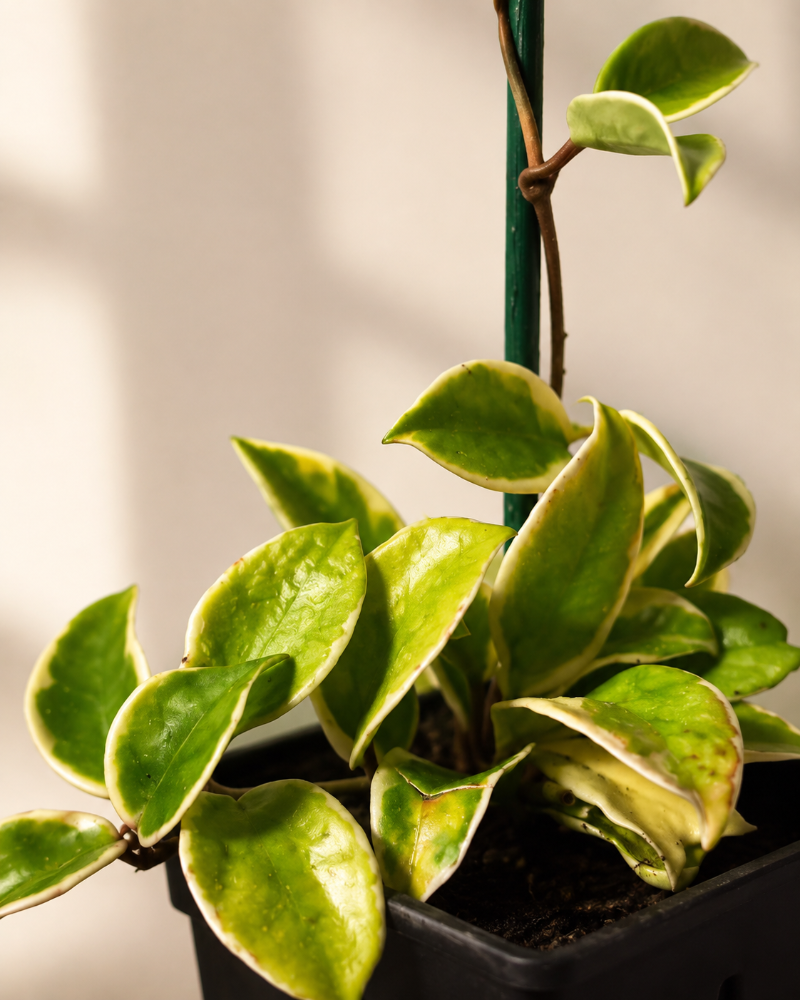 Hoya Krimson Princess