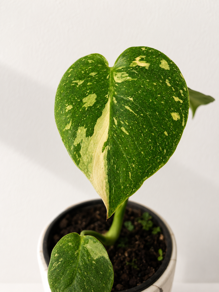 Monstera Thai Constellation S