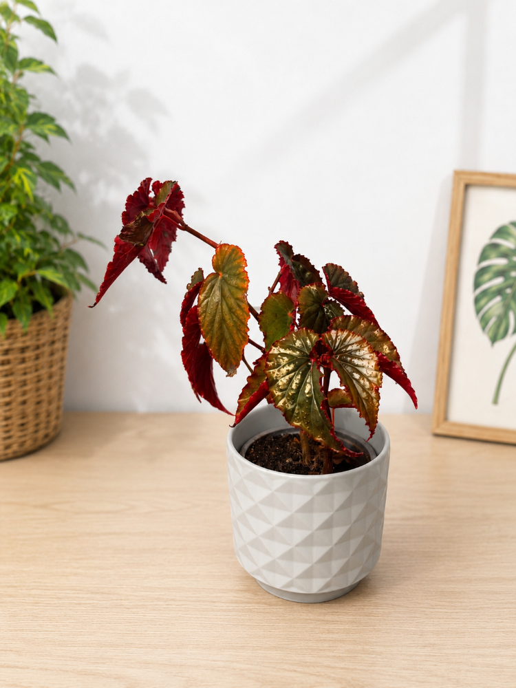 Begonia Black Magic