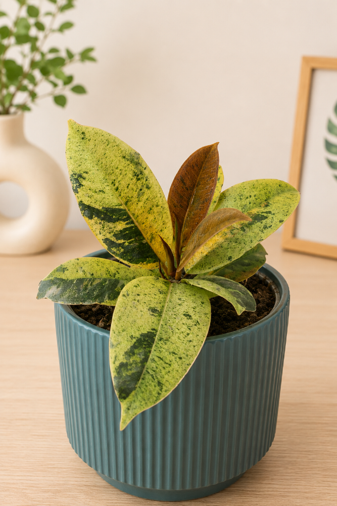 Ficus Gomero Shivereana