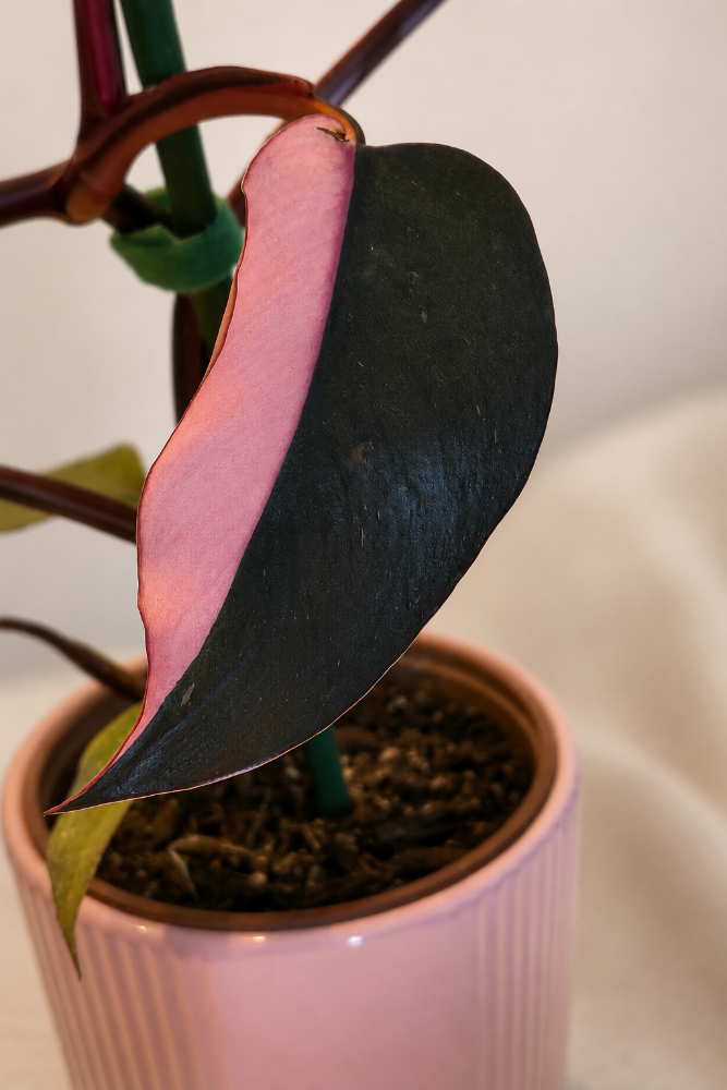 Philodendro Pink Princess