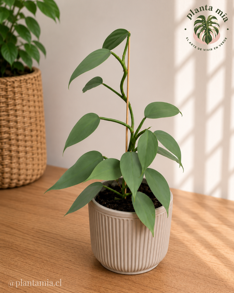 Philodendron Silver Sword