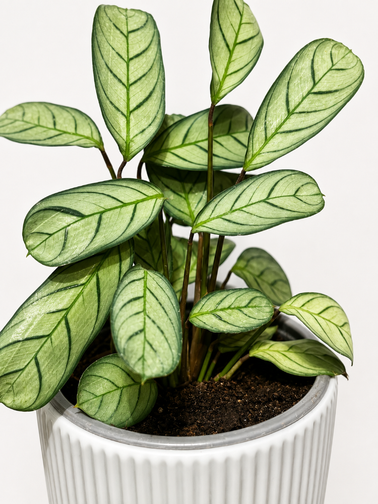 Calathea Amagris