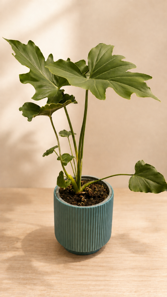 Philodendron Paraguayo
