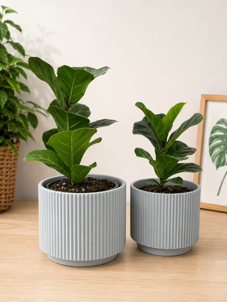 Ficus Lyrata Bambino S