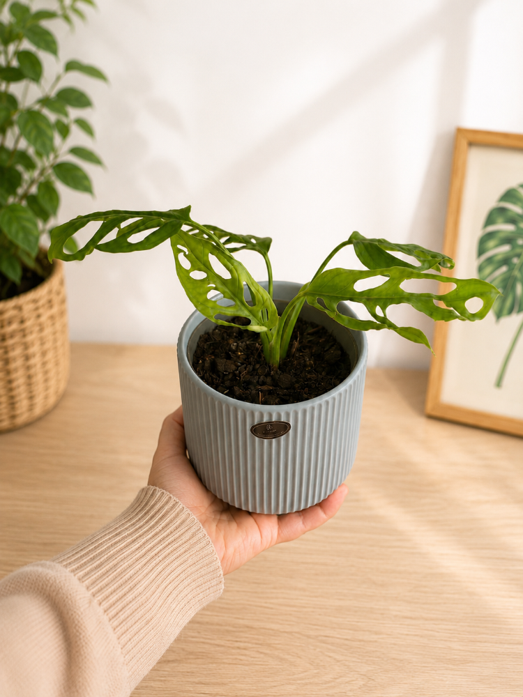 Monstera Adansonii