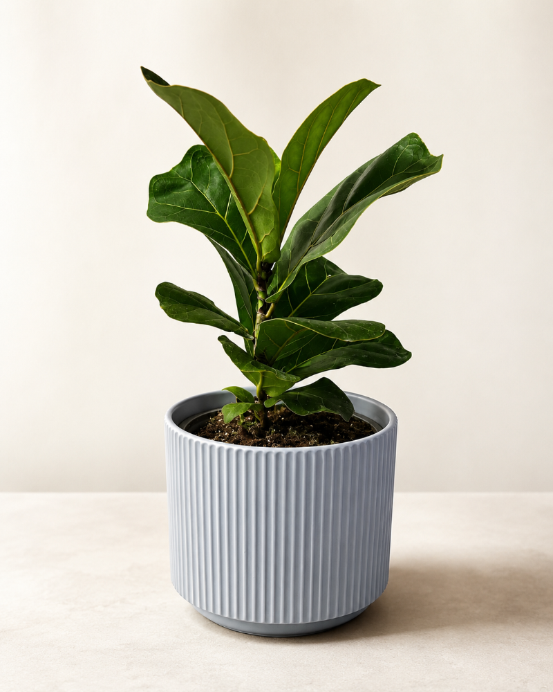 Ficus Lyrata Bambino M