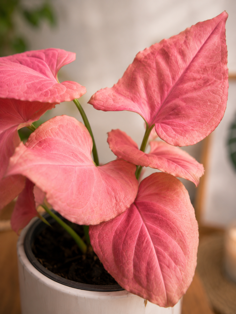 Syngonium Pink Perfection