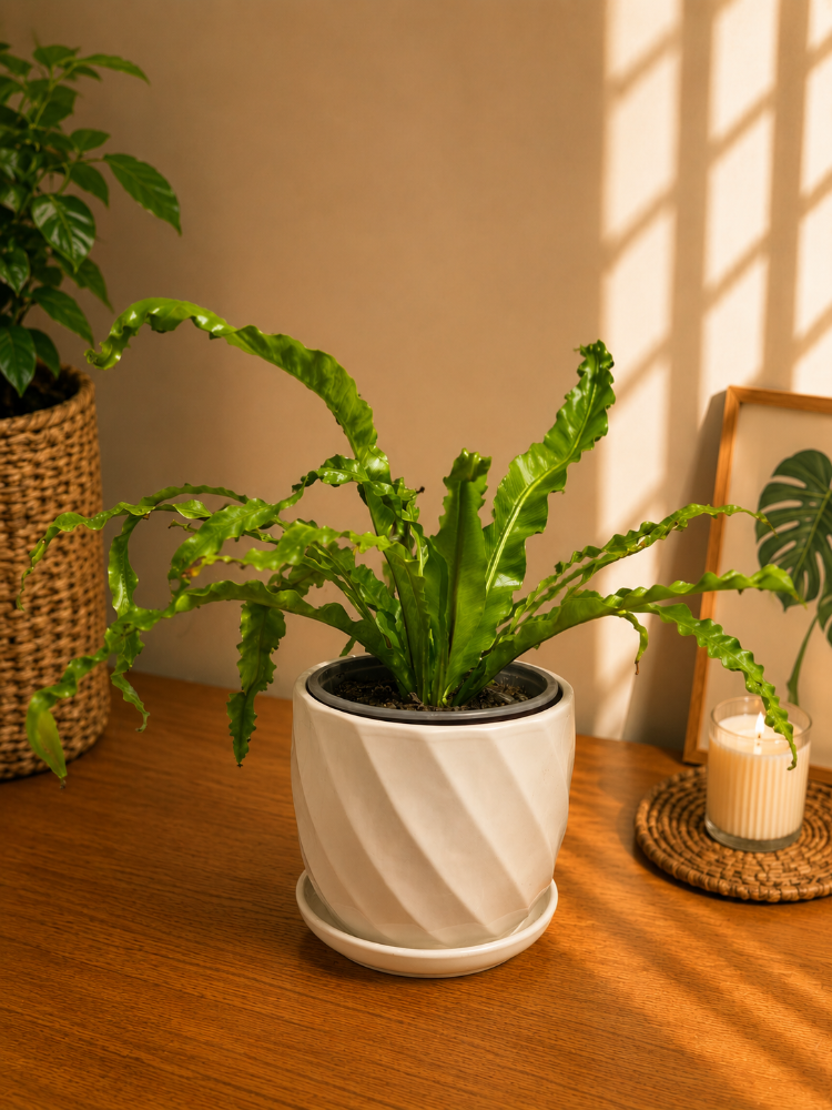 Asplenium Narina Crispie