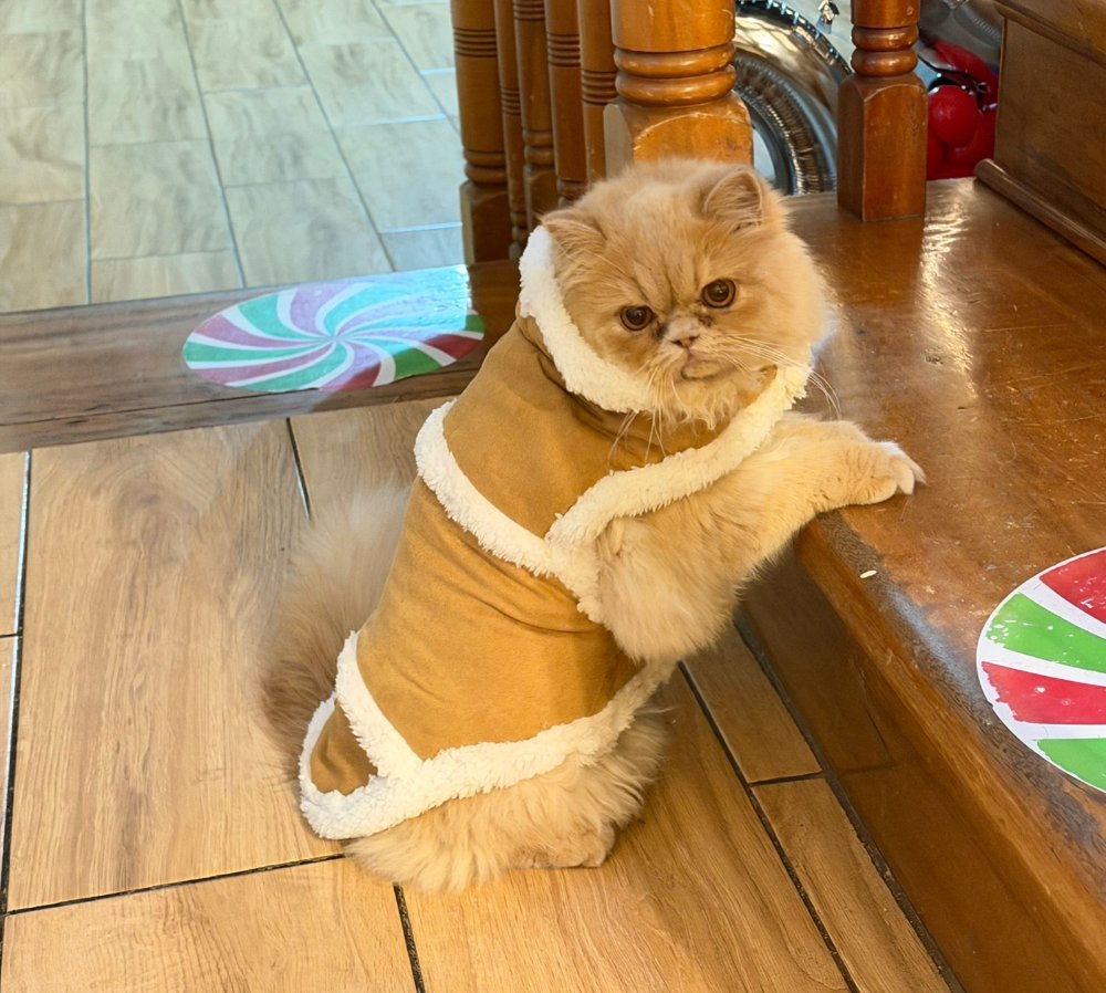 FRIENDS FOR EVER T/S ROPA PARA MASCOTAS (GATO) CAFE