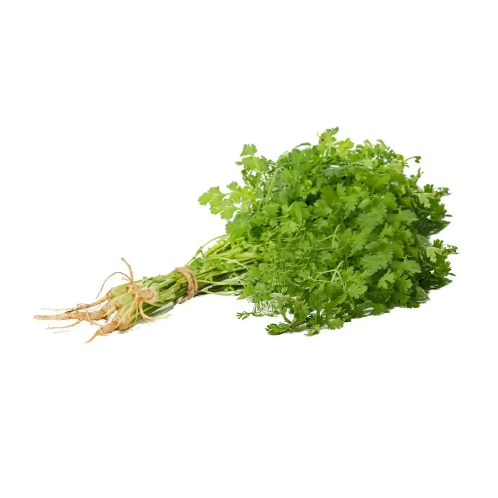 CILANTRO XKG