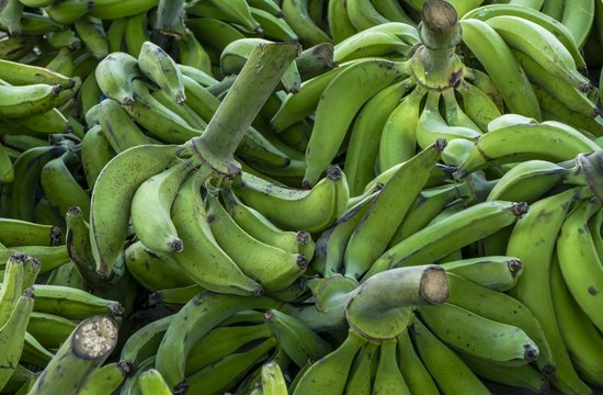 PLATANO VERDE XKG