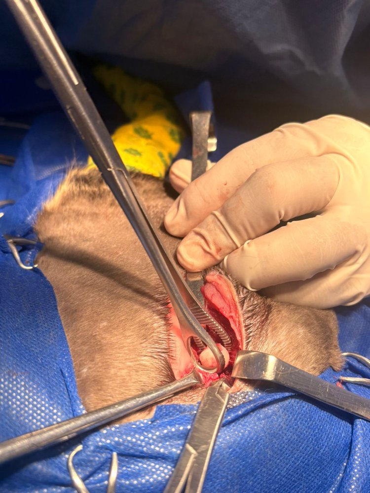 Artoplastia de cabeza femoral en gatos