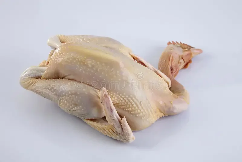 GALLINA SEMI CRIOLLA
