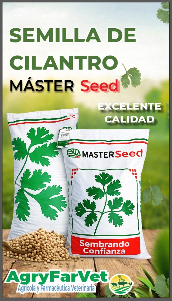 Semilla Cilantro Master Seeds / 1 Lb