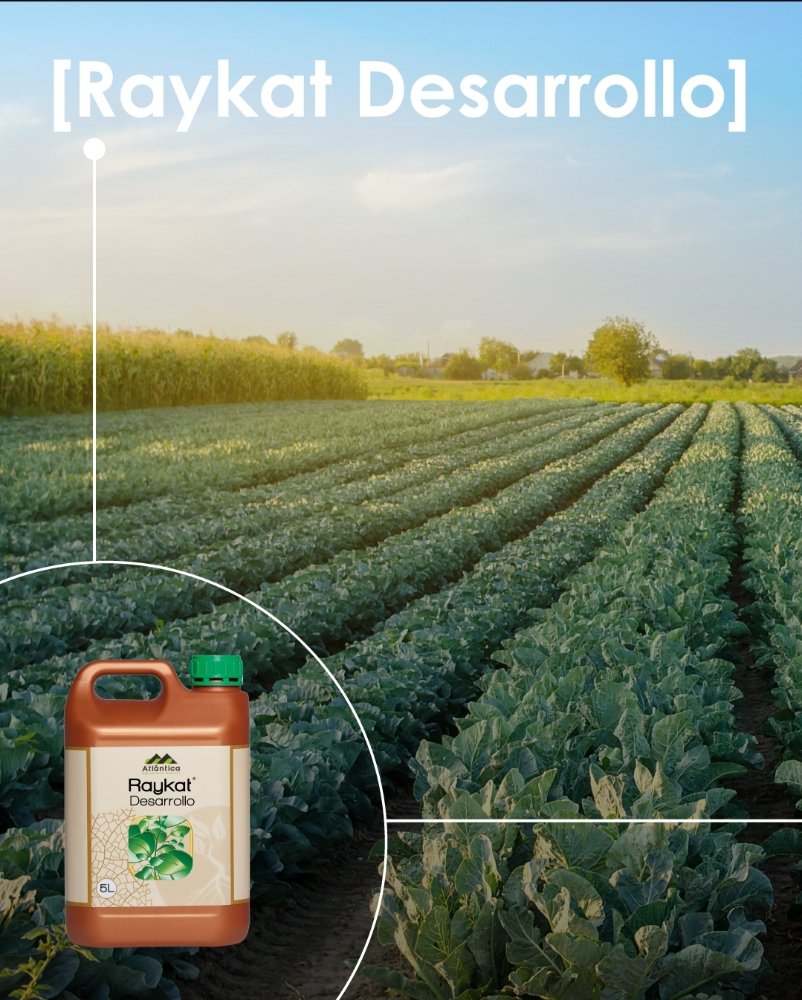 Raykat Desarrollo / 5 Lts