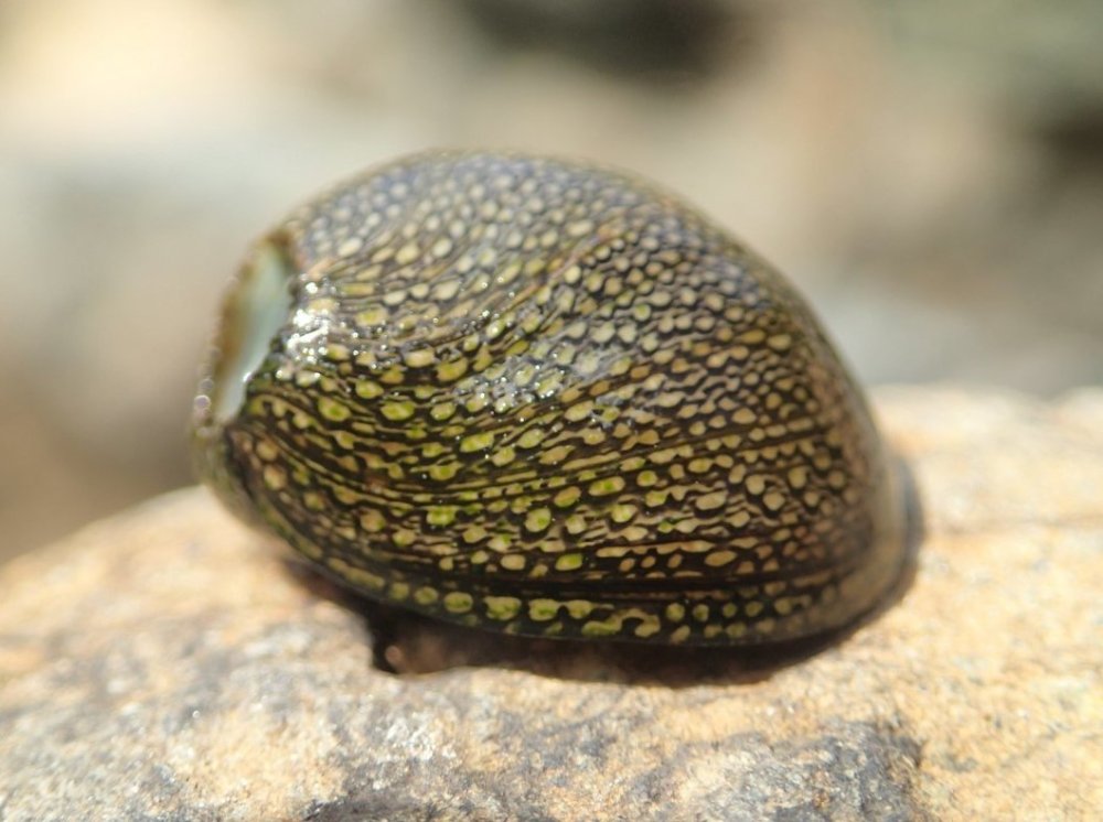 Caracol Neritina. | C-NER.
