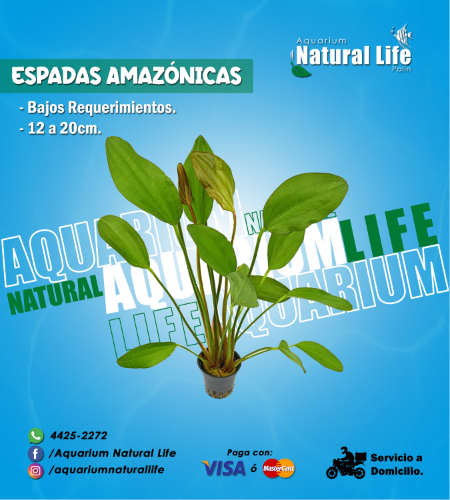 Espadas Amazónicas. | ESPA-01.