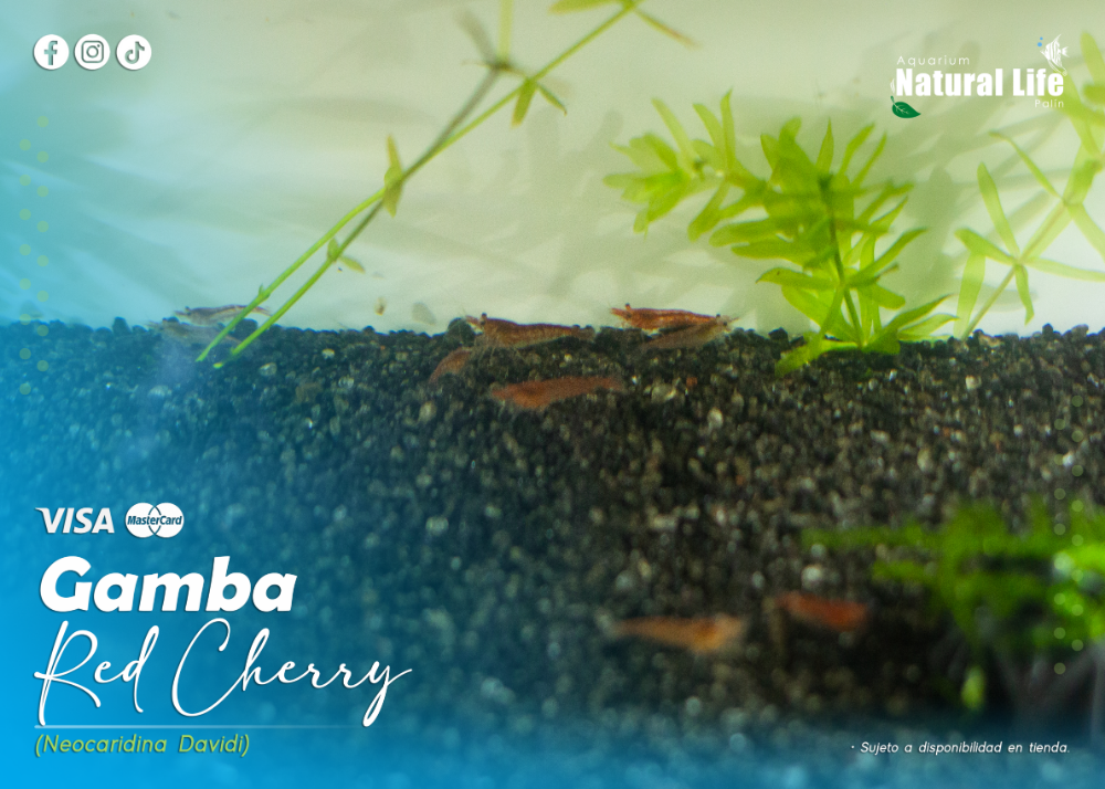 Gamba Red Cherry. | GAM-RC.