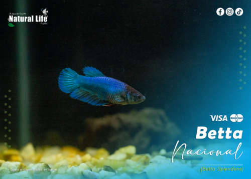 Betta Bacional S. | BETT-S.