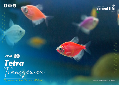 Tetra Transgénica. | TETR-TRAN.