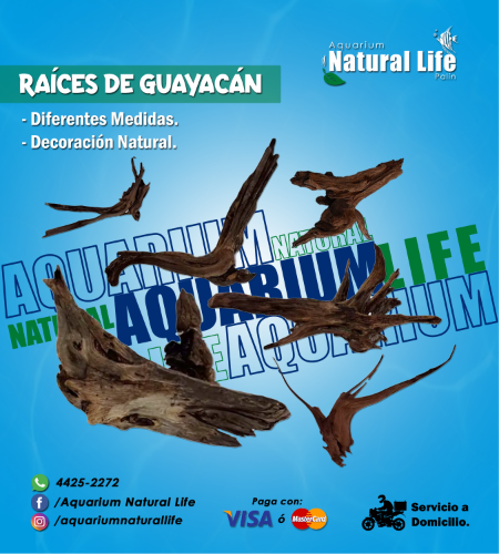 Raíces de Guayacán