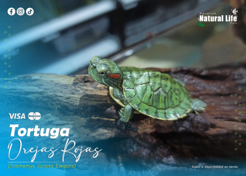 Tortugas Orejas Rojas. | TORT-OR.